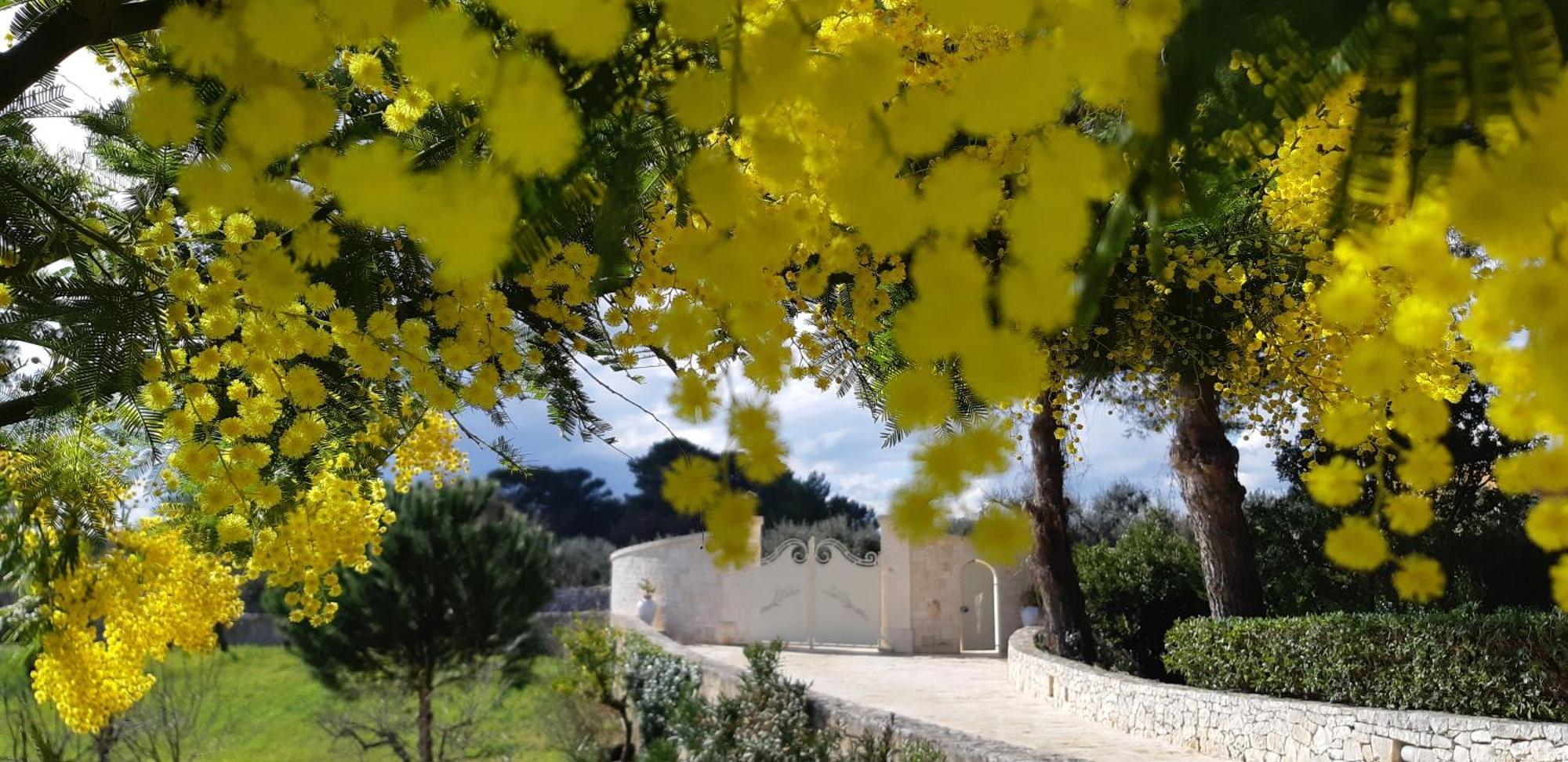 Villa Karmel Valle D'Itria Cisternino Exterior foto
